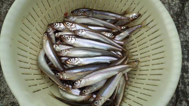 芦ノ湖畔（わかさぎ釣り＆ワカサギの昼食）